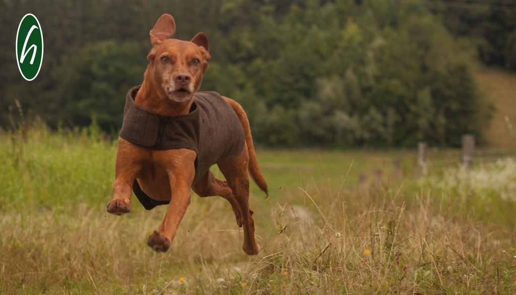 Hundemantel aus Loden (Maßfertigung)