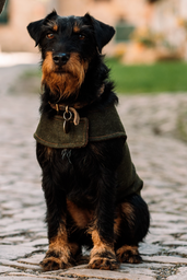 Loden Dog Coat (made to measure)